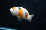 Milk Cow Ranchu  Calico 4 Inch (ID#1025R9a-60) Free2Day SHIPPING