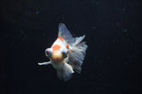 Butterfly  Calico 3.5 Inch (ID#318B8b-33) Free2Day SHIPPING