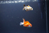 2Pack Thai Oranda   2 Inch (ID#1115ToPTD-17) Free2Day SHIPPING