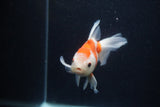 Thai Oranda  Sakura 5 Inch (ID#0107T2c-52) Free2Day SHIPPING