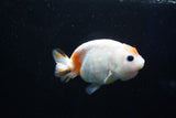 Milk Cow Ranchu  Calico 4 Inch (ID#1025R9a-60) Free2Day SHIPPING