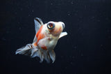 Butterfly  Calico 3.5 Inch (ID#318B8b-33) Free2Day SHIPPING