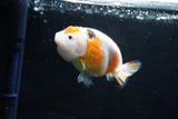 Milk Cow Ranchu  Calico 4 Inch (ID#1025R9a-60) Free2Day SHIPPING