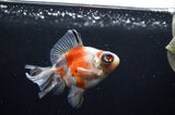 Butterfly  Calico 3.5 Inch (ID#318B8b-33) Free2Day SHIPPING
