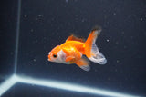 2Pack Thai Oranda   2 Inch (ID#1115ToPTD-17) Free2Day SHIPPING