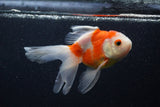 Thai Oranda  Sakura 5 Inch (ID#0107T2c-52) Free2Day SHIPPING