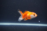 2Pack Thai Oranda   2 Inch (ID#1115ToPTD-17) Free2Day SHIPPING