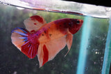 Nemo Koi   Galaxy Plakat Male Betta (ID#801-M223) Free2Day SHIPPING