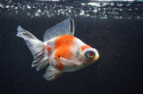 Butterfly  Calico 3.5 Inch (ID#318B8b-33) Free2Day SHIPPING