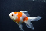 Thai Oranda  Sakura 5 Inch (ID#0107T2c-52) Free2Day SHIPPING