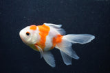 Thai Oranda  Sakura 5 Inch (ID#0107T2c-52) Free2Day SHIPPING