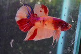 Nemo Koi   Galaxy Plakat Male Betta (ID#801-M223) Free2Day SHIPPING