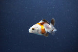 2Pack Thai Oranda   2 Inch (ID#1115ToPTD-17) Free2Day SHIPPING