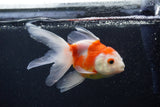 Thai Oranda  Sakura 5 Inch (ID#0107T2c-52) Free2Day SHIPPING