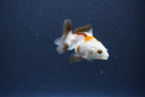 2Pack Thai Oranda   2 Inch (ID#1115ToPTD-17) Free2Day SHIPPING