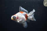 Butterfly  Calico 3.5 Inch (ID#318B8b-33) Free2Day SHIPPING