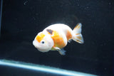 Milk Cow Ranchu  Calico 4 Inch (ID#1025R9a-60) Free2Day SHIPPING