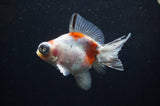 Butterfly  Calico 3.5 Inch (ID#318B8b-33) Free2Day SHIPPING