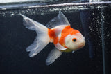 Thai Oranda  Sakura 5 Inch (ID#0107T2c-52) Free2Day SHIPPING