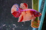 Nemo Koi   Galaxy Plakat Male Betta (ID#801-M223) Free2Day SHIPPING