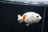 Milk Cow Ranchu  Calico 4 Inch (ID#1025R9a-60) Free2Day SHIPPING