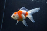 Thai Oranda  Sakura 5 Inch (ID#0107T2c-52) Free2Day SHIPPING