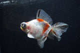 Butterfly  Calico 3.5 Inch (ID#318B8b-33) Free2Day SHIPPING