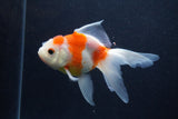 Thai Oranda  Sakura 5 Inch (ID#0107T2c-52) Free2Day SHIPPING