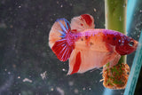 Nemo Koi   Galaxy Plakat Male Betta (ID#801-M223) Free2Day SHIPPING