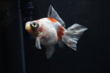 Butterfly  Calico 3.5 Inch (ID#318B8b-33) Free2Day SHIPPING