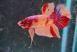 Nemo Koi   Galaxy Plakat Male Betta (ID#801-M223) Free2Day SHIPPING