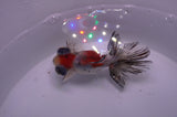 Butterfly  Calico 3.5 Inch (ID#318B8b-33) Free2Day SHIPPING