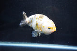 Milk Cow Ranchu  Calico 4.5 Inch (ID#1025R9a-61) Free2Day SHIPPING