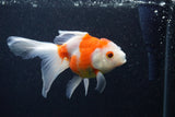 Thai Oranda  Sakura 5 Inch (ID#0107T2c-52) Free2Day SHIPPING