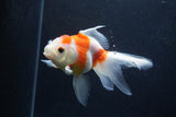 Thai Oranda  Sakura 5 Inch (ID#0107T2c-52) Free2Day SHIPPING