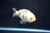 Milk Cow Ranchu  Calico 4.5 Inch (ID#1025R9a-61) Free2Day SHIPPING