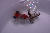 Butterfly  Calico 3.5 Inch (ID#318B8b-33) Free2Day SHIPPING