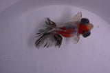 Butterfly  Calico 3.5 Inch (ID#318B8b-33) Free2Day SHIPPING