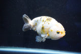 Milk Cow Ranchu  Calico 4.5 Inch (ID#1025R9a-61) Free2Day SHIPPING