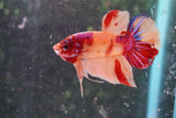 Nemo Koi   Galaxy Plakat Male Betta (ID#801-M223) Free2Day SHIPPING