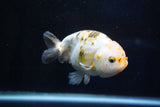 Milk Cow Ranchu  Calico 4.5 Inch (ID#1025R9a-61) Free2Day SHIPPING