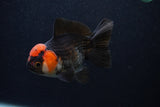 Thai Oranda  Tricolor 4 Inch (ID#0107T2a-53) Free2Day SHIPPING