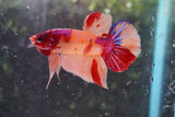 Nemo Koi   Galaxy Plakat Male Betta (ID#801-M223) Free2Day SHIPPING