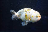 Milk Cow Ranchu  Calico 4.5 Inch (ID#1025R9a-61) Free2Day SHIPPING