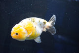 Milk Cow Ranchu  Calico 4.5 Inch (ID#1025R9a-61) Free2Day SHIPPING