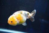 Milk Cow Ranchu  Calico 4.5 Inch (ID#1025R9a-61) Free2Day SHIPPING