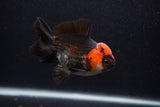 Thai Oranda  Tricolor 4 Inch (ID#0107T2a-53) Free2Day SHIPPING