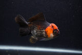 Thai Oranda  Tricolor 4 Inch (ID#0107T2a-53) Free2Day SHIPPING