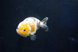 Milk Cow Ranchu  Calico 4.5 Inch (ID#1025R9a-61) Free2Day SHIPPING