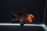 Thai Oranda  Tricolor 4 Inch (ID#0107T2a-53) Free2Day SHIPPING